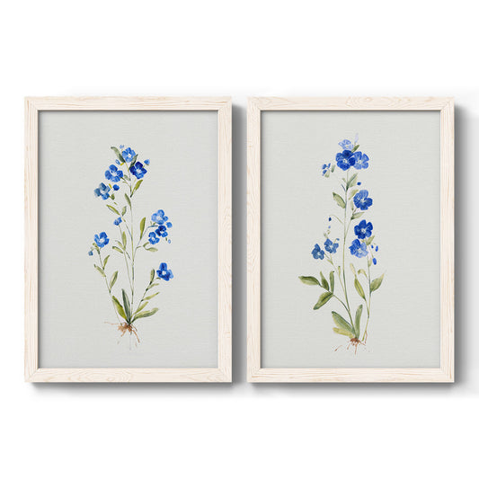 Set of two white barnwood framed canvas prints featuring two delicate watercolor botanical studies featuring small blue wildflower stems.