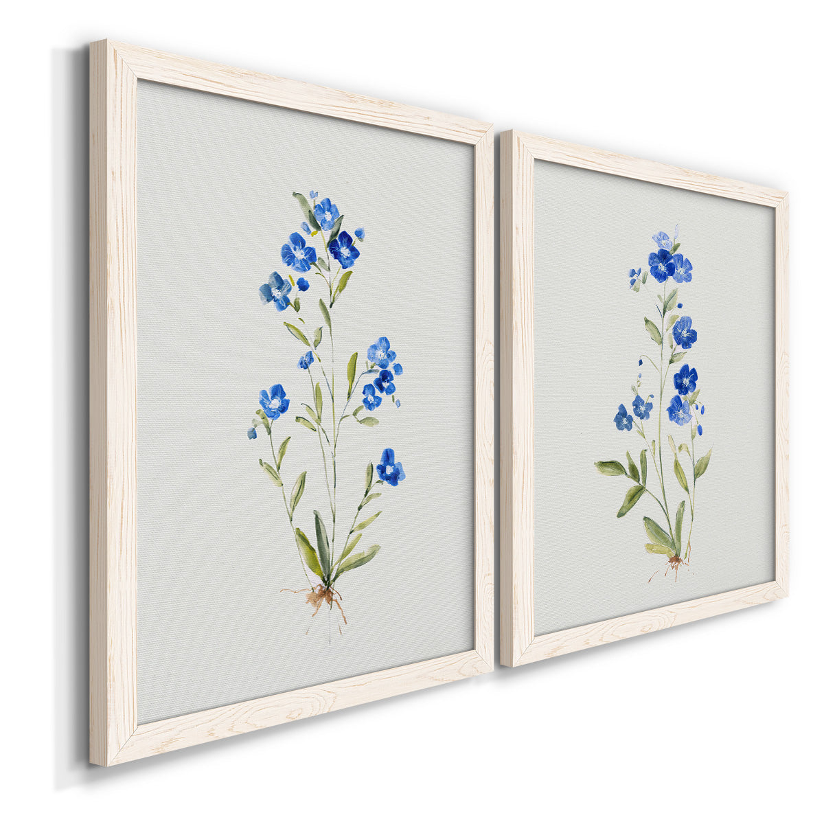Angled view of a set of two white barnwood framed canvas prints featuring two delicate watercolor botanical studies featuring small blue wildflower stems.