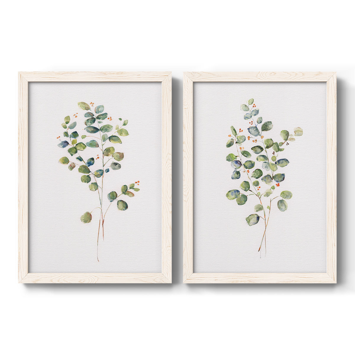 Set of two white barnwood framed canvas prints featuring two minimalist watercolor botanical studies featuring delicate eucalyptus branches with rounded leaves.