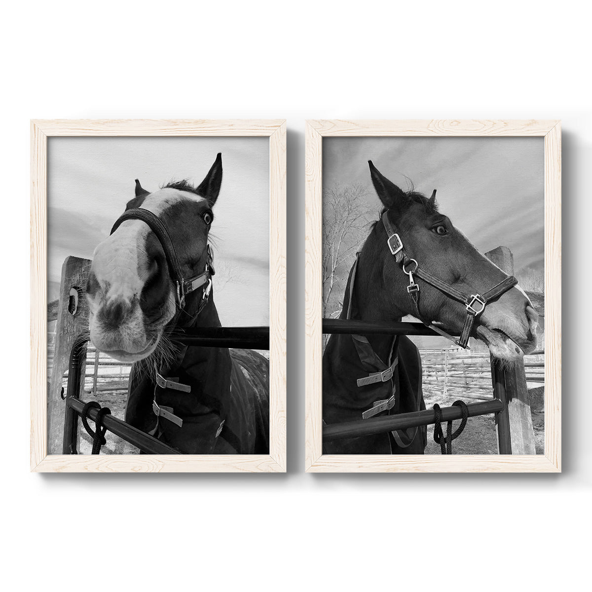 Set of two white barnwood framed canvas prints featuring two modern equestrian photography featuring black-and-white close-up portraits of horses at fences.