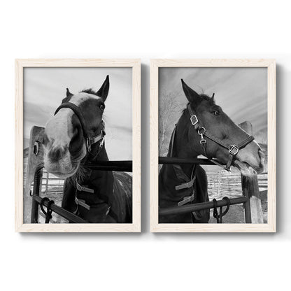 Set of two white barnwood framed canvas prints featuring two modern equestrian photography featuring black-and-white close-up portraits of horses at fences.