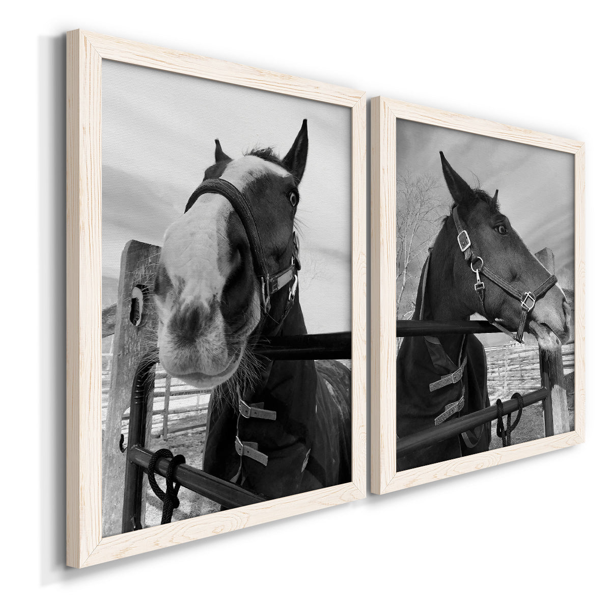 Angled view of a set of two white barnwood framed canvas prints featuring two modern equestrian photography featuring black-and-white close-up portraits of horses at fences.