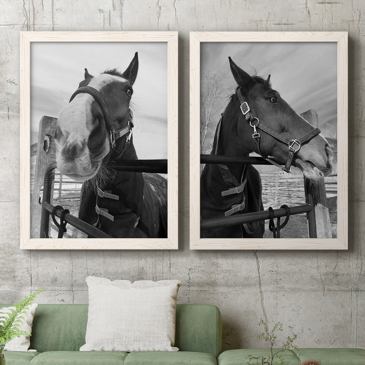 Set of two white barnwood framed canvas prints depicting a coordinated art pair of black-and-white close-up portraits of horses at fences rendered as modern equestrian photography above a sofa in a modern living room.