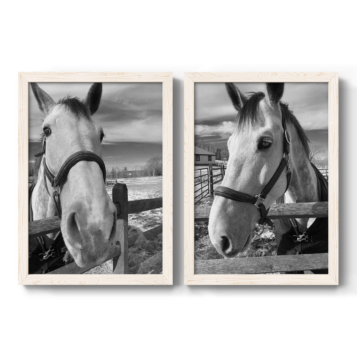 Set of two white barnwood framed canvas prints featuring two modern equestrian photography featuring black-and-white close-up portraits of horses at fences.