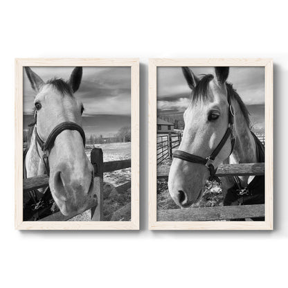 Set of two white barnwood framed canvas prints featuring two modern equestrian photography featuring black-and-white close-up portraits of horses at fences.
