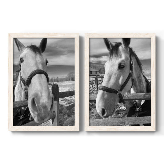 Set of two white barnwood framed canvas prints featuring two modern equestrian photography featuring black-and-white close-up portraits of horses at fences.