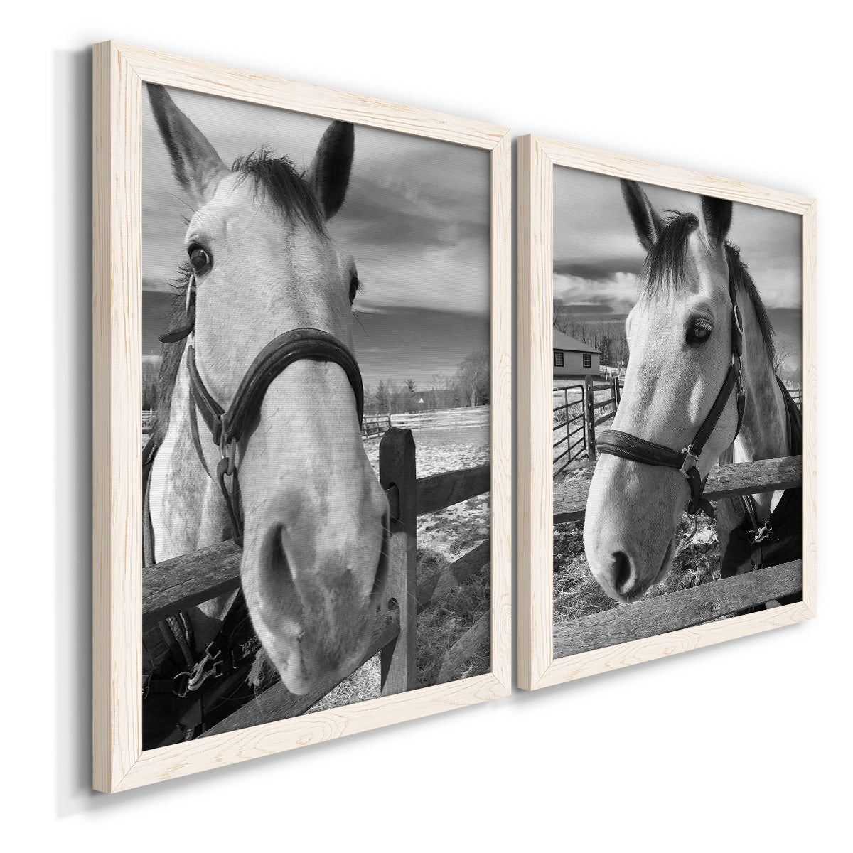 Angled view of a set of two white barnwood framed canvas prints featuring two modern equestrian photography featuring black-and-white close-up portraits of horses at fences.