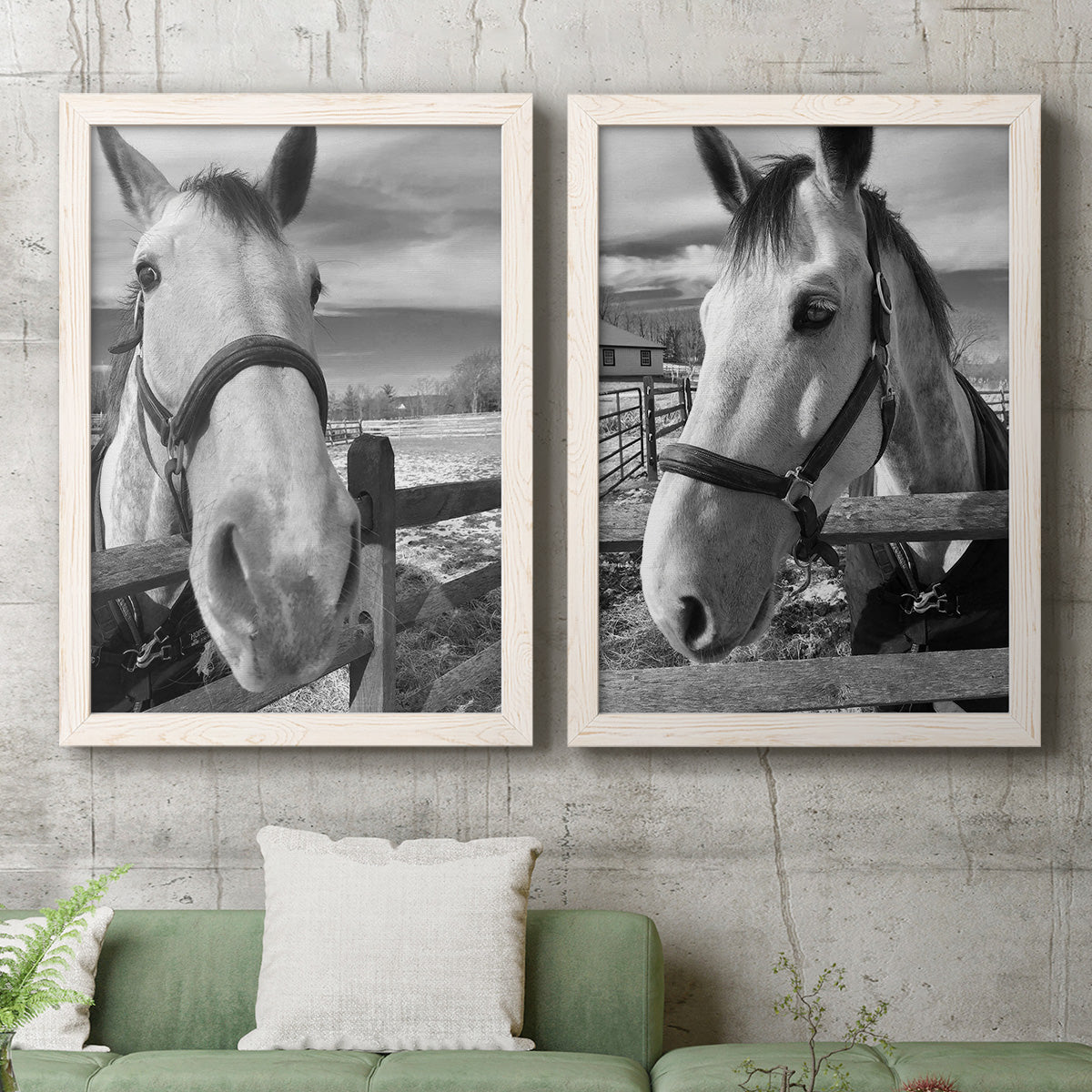 Set of two white barnwood framed canvas prints depicting a coordinated art pair of black-and-white close-up portraits of horses at fences rendered as modern equestrian photography above a sofa in a modern living room.