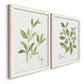 Angled view of a set of two white barnwood framed canvas prints featuring two farmhouse herb illustrations featuring culinary sage and basil sprigs with handwritten labels.