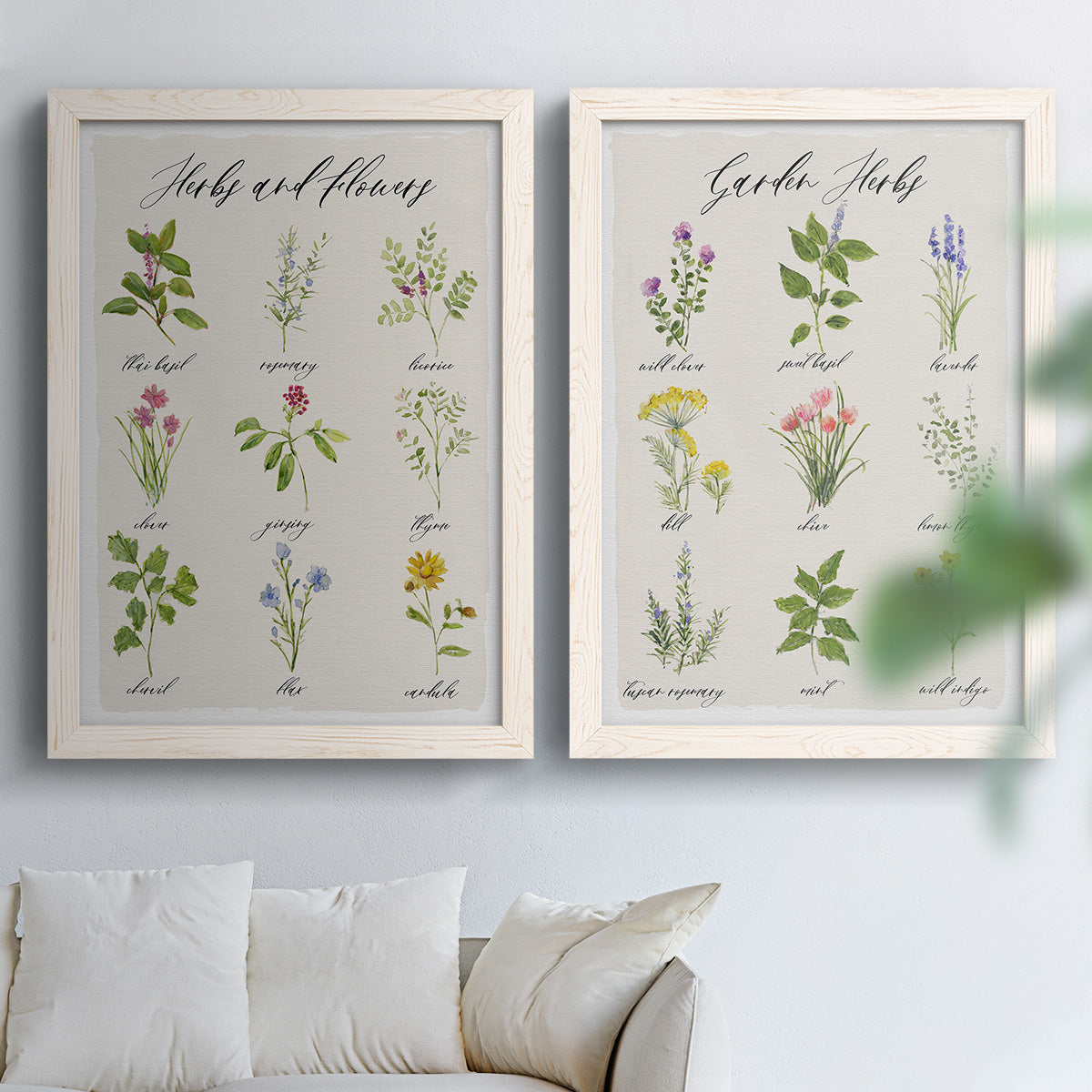 Set of two white barnwood framed canvas prints depicting small illustrated plants, handwritten names, and cream paper arranged across two complementary compositions above a sofa in a bright living space.