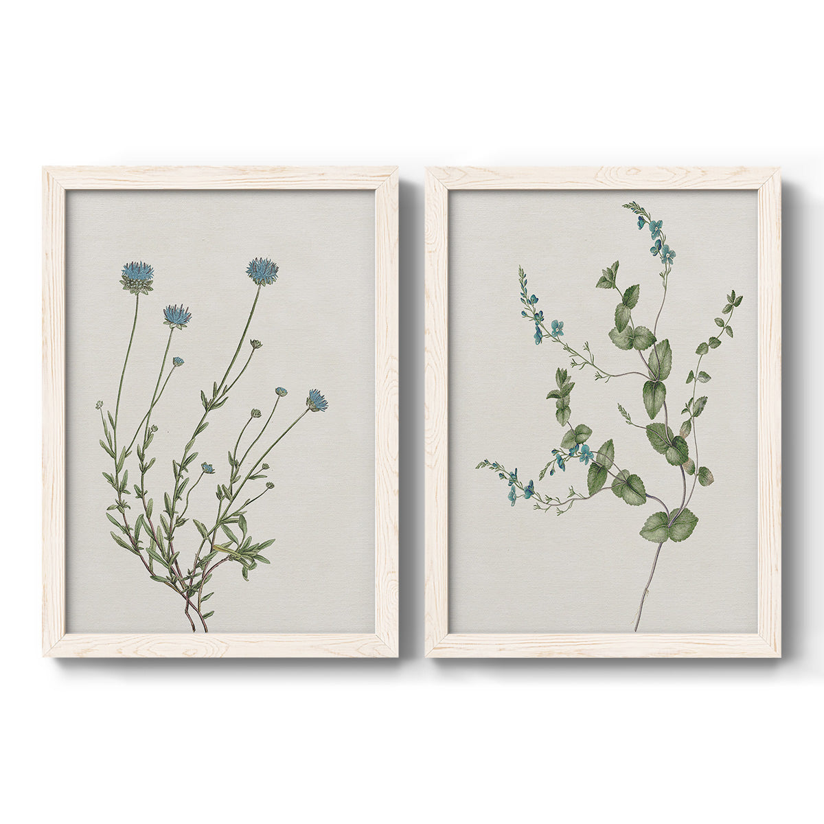 Set of two white barnwood framed canvas prints featuring two rustic minimalist botanical studies featuring delicate wildflower and leafy stems.