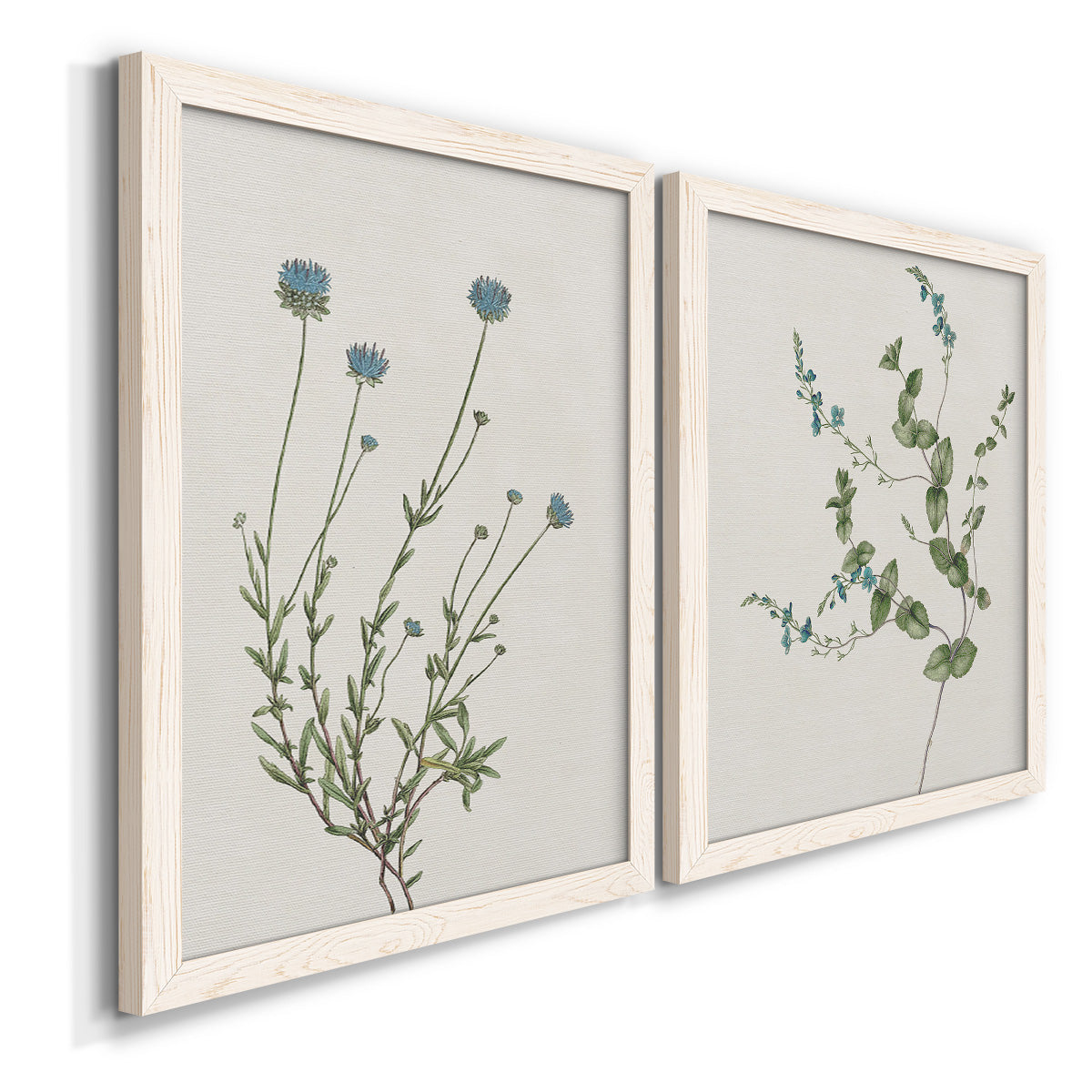 Angled view of a set of two white barnwood framed canvas prints featuring two rustic minimalist botanical studies featuring delicate wildflower and leafy stems.
