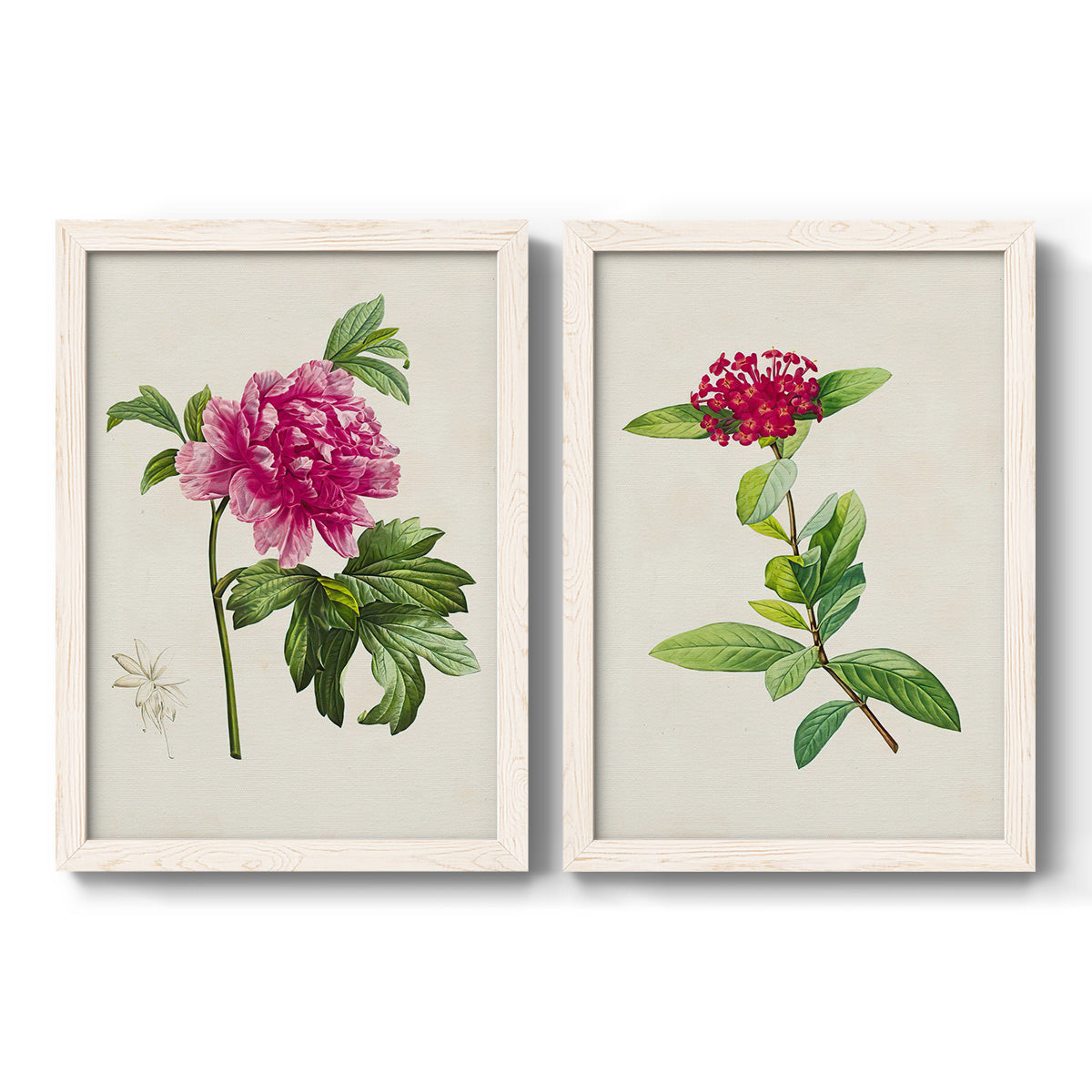 Set of two white barnwood framed canvas prints featuring two vintage botanical plate illustrations featuring pink flowering plant specimens.