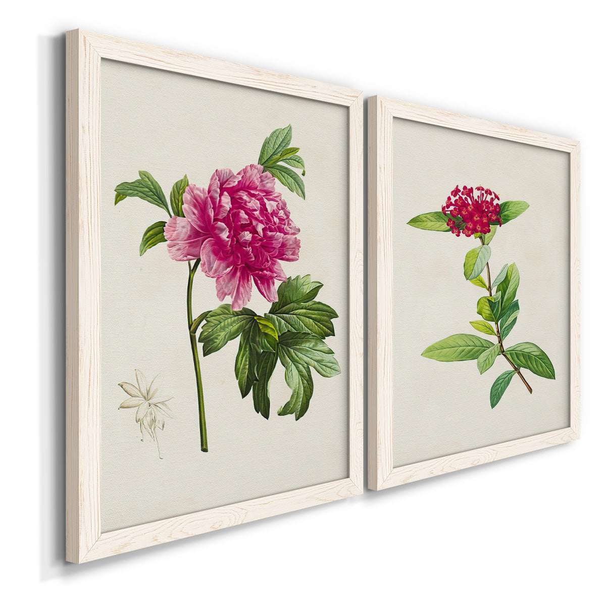Angled view of a set of two white barnwood framed canvas prints featuring two vintage botanical plate illustrations featuring pink flowering plant specimens.