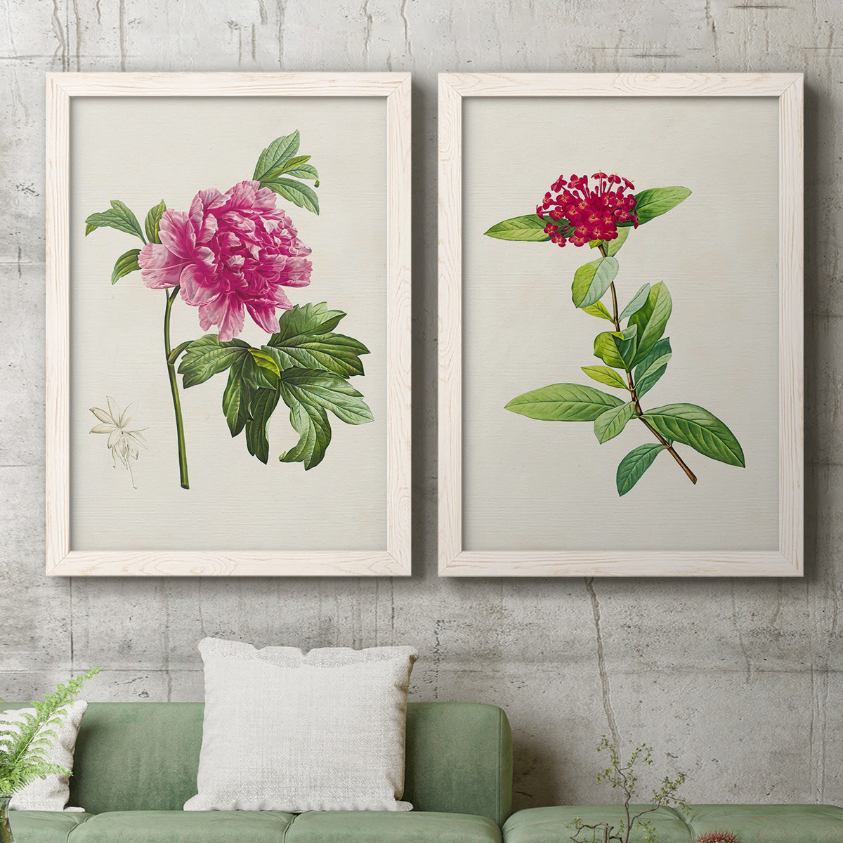 Set of two white barnwood framed canvas prints depicting a coordinated art pair of pink flowering plant specimens rendered as vintage botanical plate illustrations above a sofa in a modern living room.