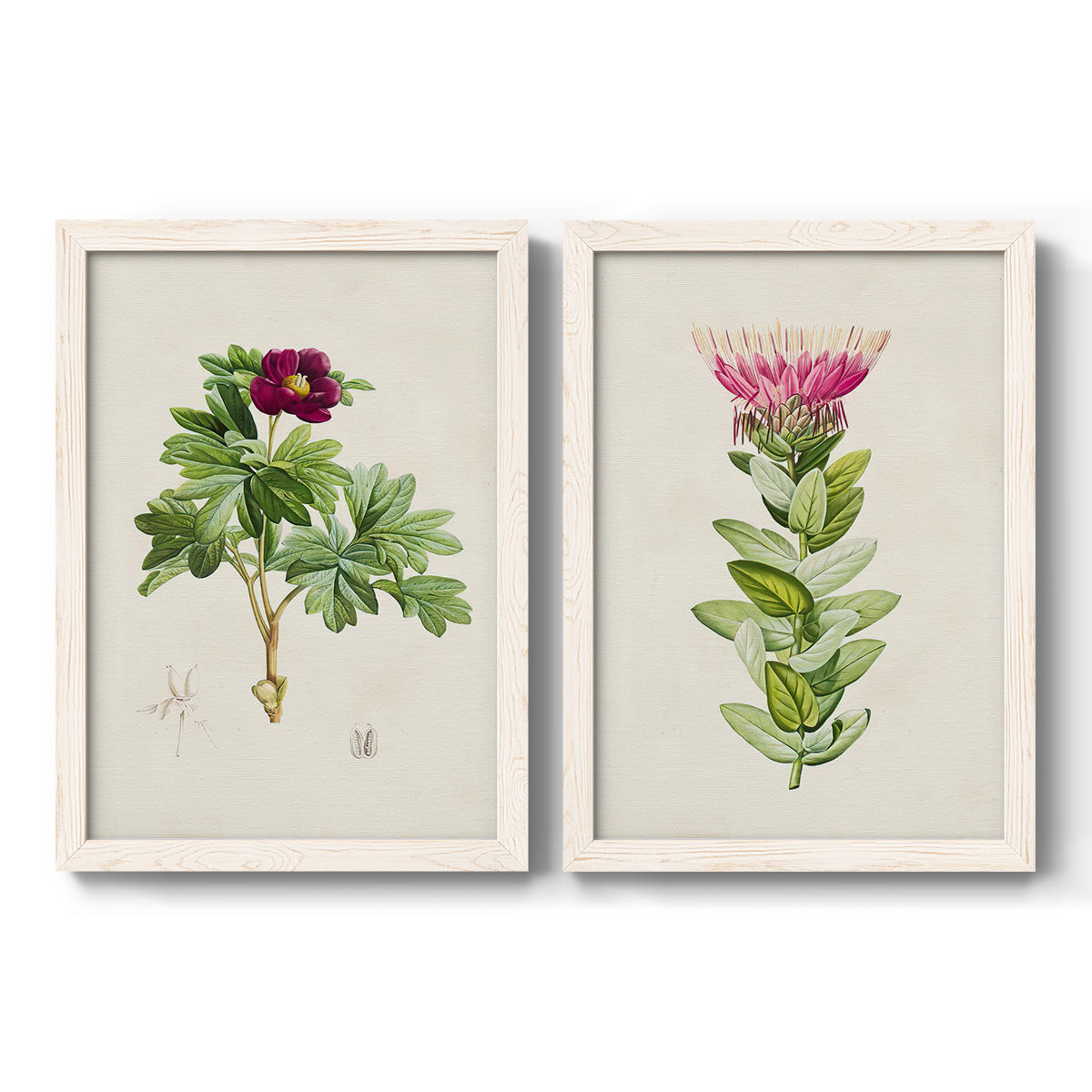 Set of two white barnwood framed canvas prints featuring two vintage botanical plate illustrations featuring pink flowering plant specimens.