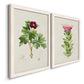 Angled view of a set of two white barnwood framed canvas prints featuring two vintage botanical plate illustrations featuring pink flowering plant specimens.