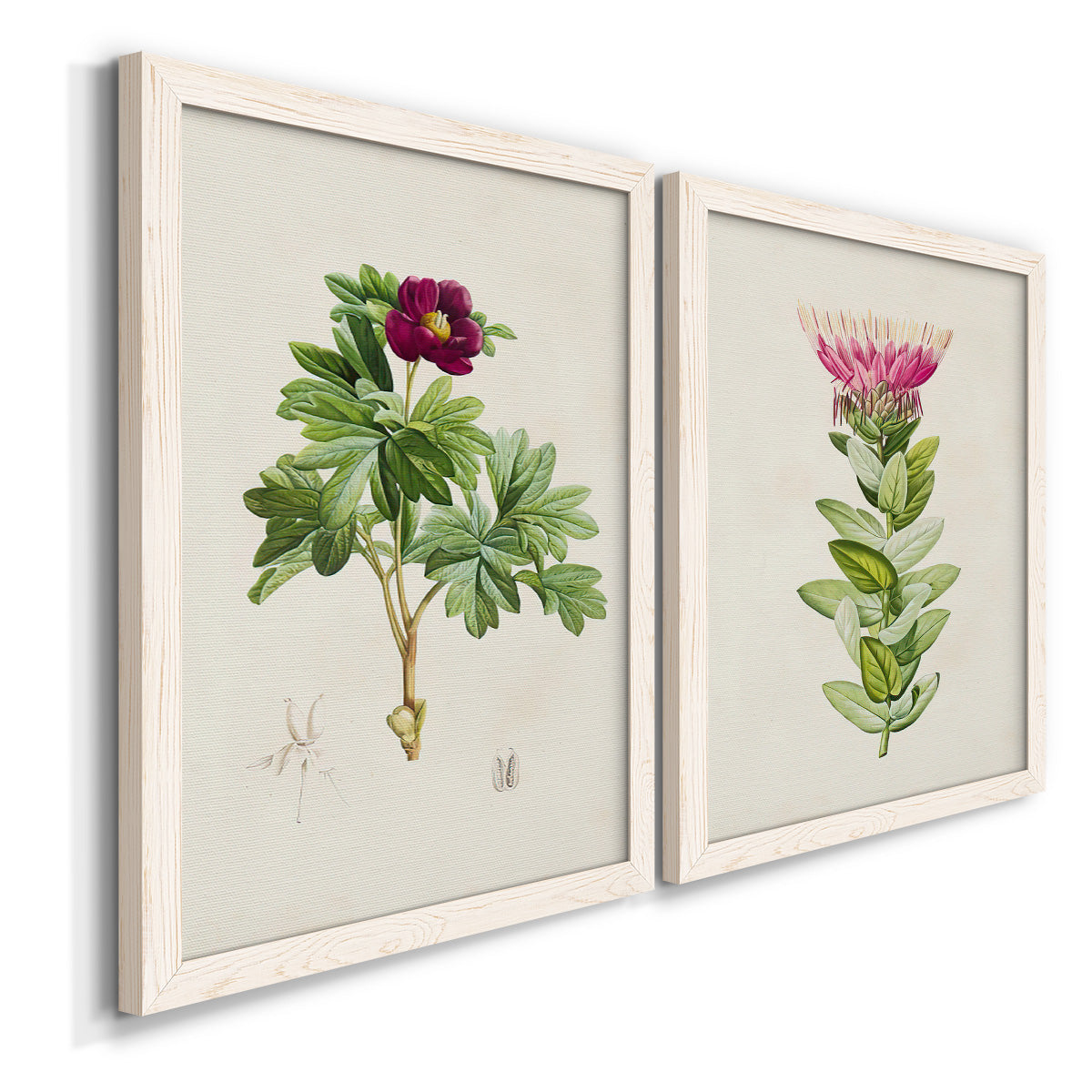 Angled view of a set of two white barnwood framed canvas prints featuring two vintage botanical plate illustrations featuring pink flowering plant specimens.