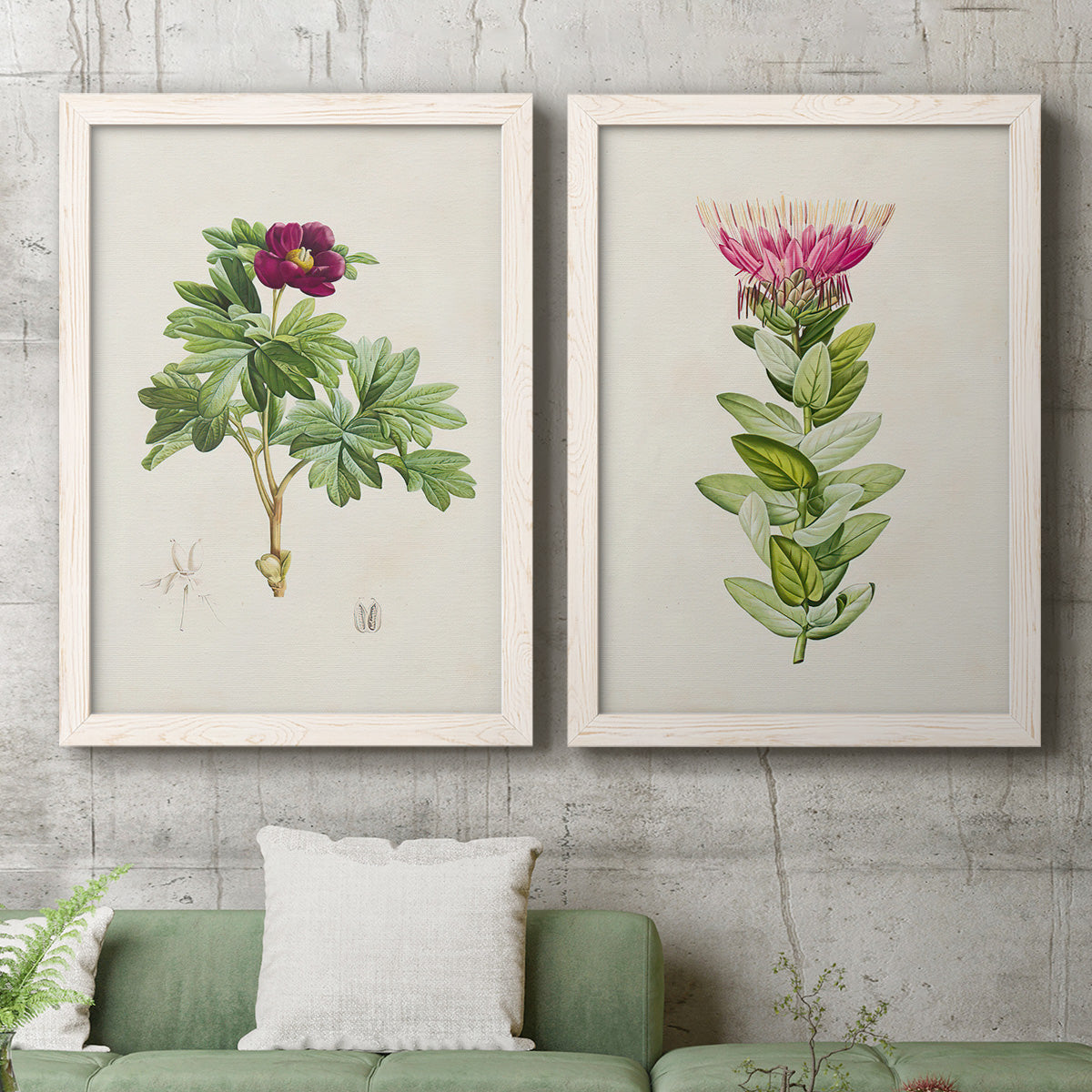 Set of two white barnwood framed canvas prints depicting a coordinated art pair of pink flowering plant specimens rendered as vintage botanical plate illustrations above a sofa in a modern living room.