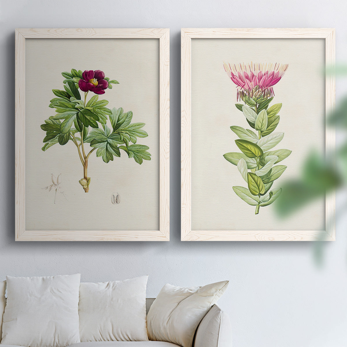 Set of two white barnwood framed canvas prints depicting peonies thistles leafy stems and archival cream paper arranged across two complementary compositions above a sofa in a bright living space.