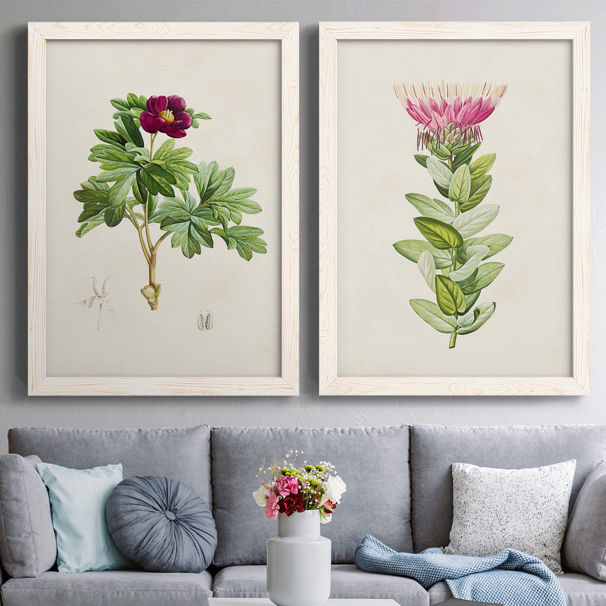 Set of two white barnwood framed canvas prints depicting paired vintage botanical plate illustrations with peonies thistles leafy stems and archival cream paper above a sofa in a contemporary living room.
