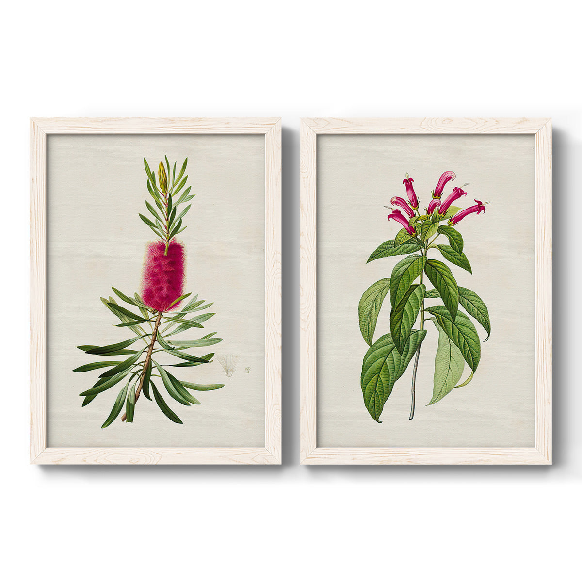 Set of two white barnwood framed canvas prints featuring two vintage botanical plate illustrations featuring pink flowering plant specimens.