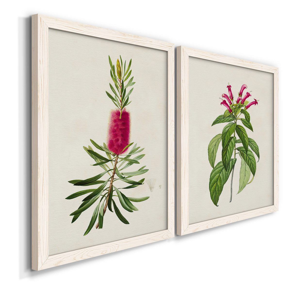 Angled view of a set of two white barnwood framed canvas prints featuring two vintage botanical plate illustrations featuring pink flowering plant specimens.