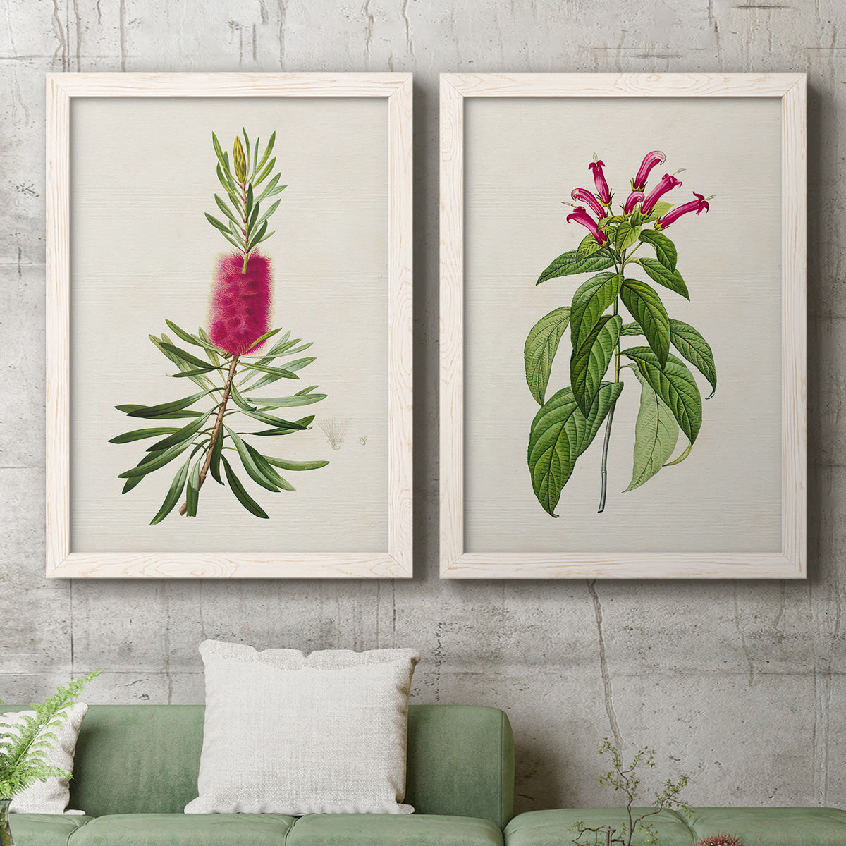 Set of two white barnwood framed canvas prints depicting a coordinated art pair of pink flowering plant specimens rendered as vintage botanical plate illustrations above a sofa in a modern living room.
