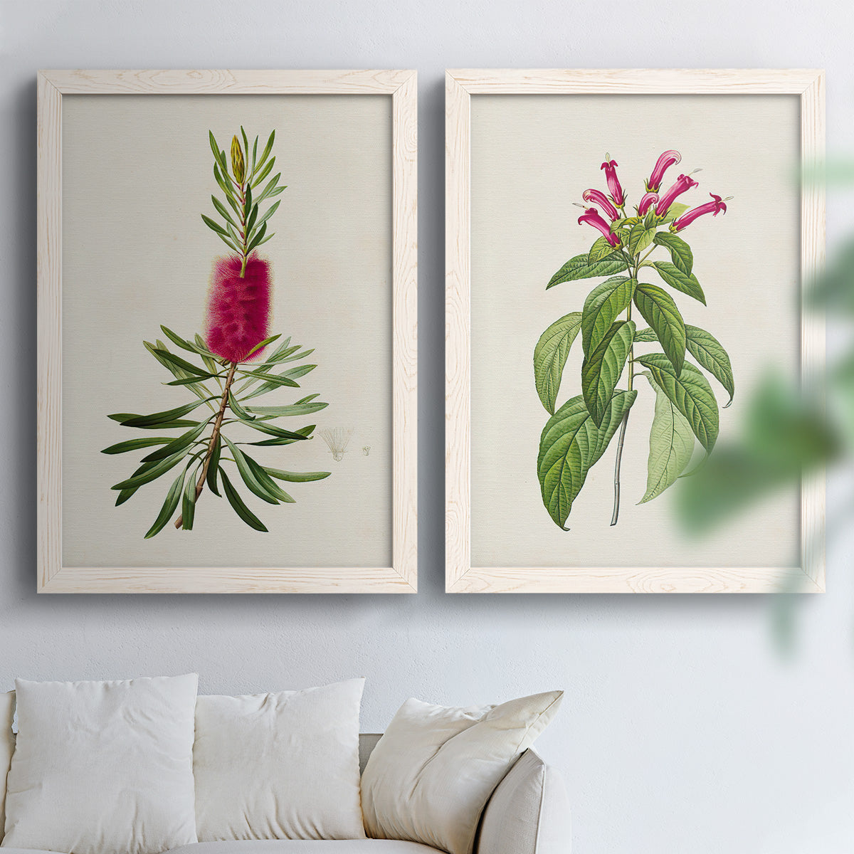 Set of two white barnwood framed canvas prints depicting peonies thistles leafy stems and archival cream paper arranged across two complementary compositions above a sofa in a bright living space.