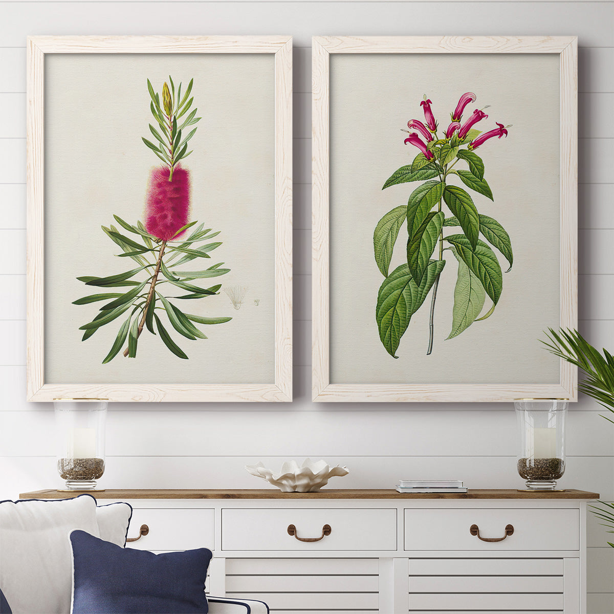 Set of two white barnwood framed canvas prints depicting a coordinated art pair of pink flowering plant specimens rendered as vintage botanical plate illustrations above a dining room sideboard.
