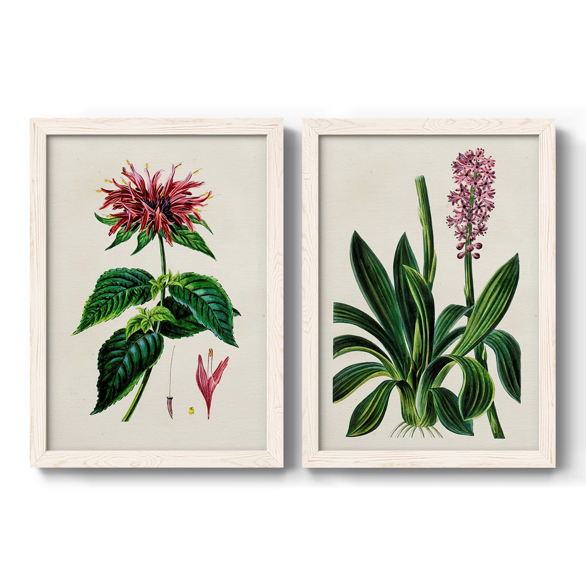 Set of two white barnwood framed canvas prints featuring two antique botanical plate illustrations featuring colorful flowering plant specimens.