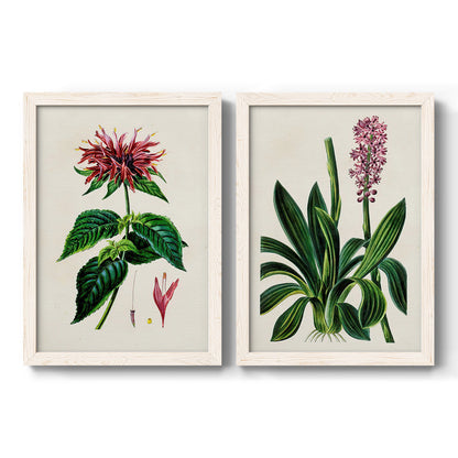 Set of two white barnwood framed canvas prints featuring two antique botanical plate illustrations featuring colorful flowering plant specimens.