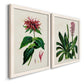 Angled view of a set of two white barnwood framed canvas prints featuring two antique botanical plate illustrations featuring colorful flowering plant specimens.