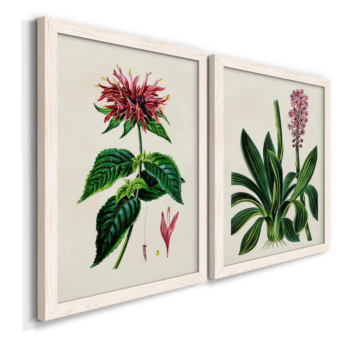 Angled view of a set of two white barnwood framed canvas prints featuring two antique botanical plate illustrations featuring colorful flowering plant specimens.