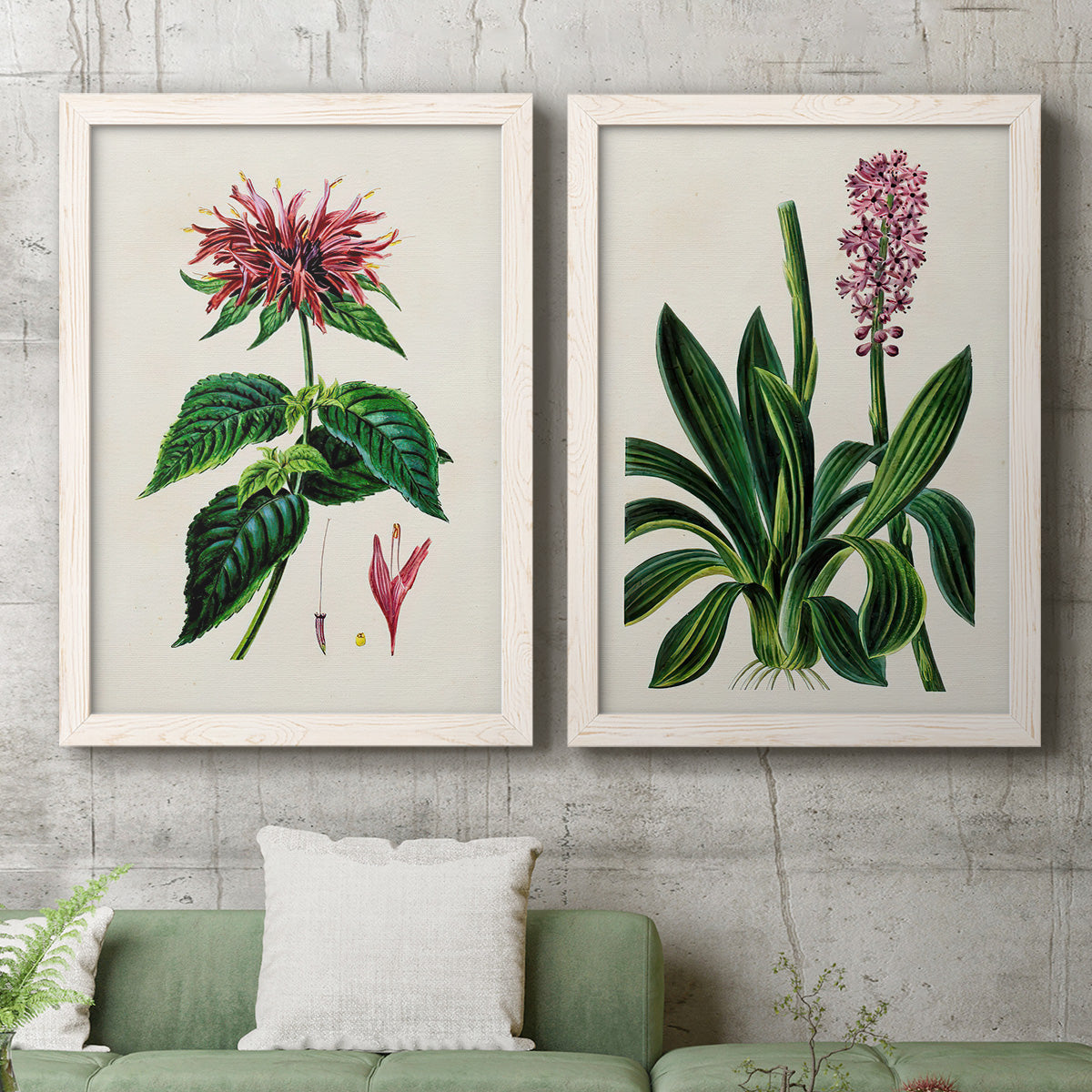 Set of two white barnwood framed canvas prints depicting a coordinated art pair of colorful flowering plant specimens rendered as antique botanical plate illustrations above a sofa in a modern living room.
