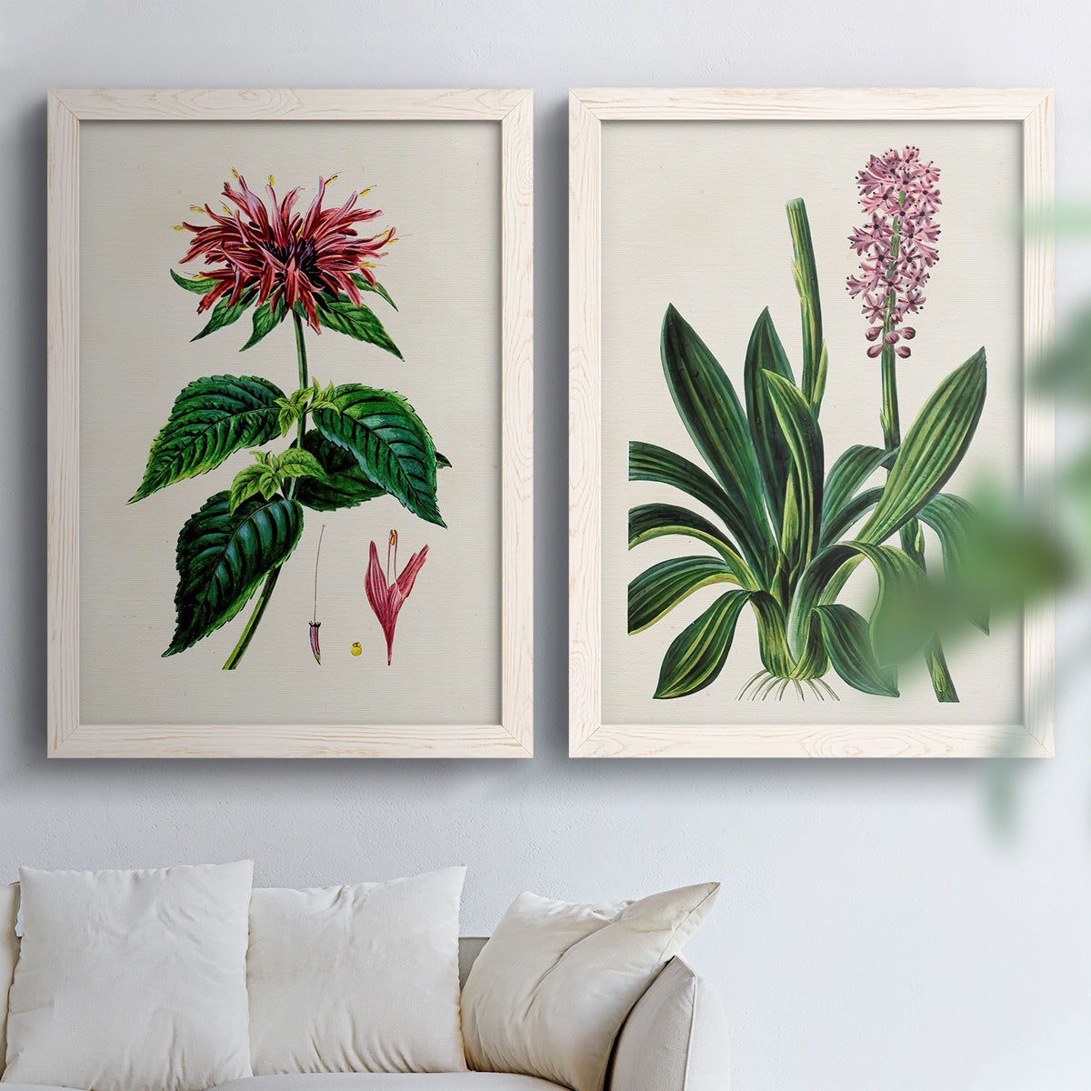 Set of two white barnwood framed canvas prints depicting detailed blossoms, leaves, roots, and archival cream grounds arranged across two complementary compositions above a sofa in a bright living space.