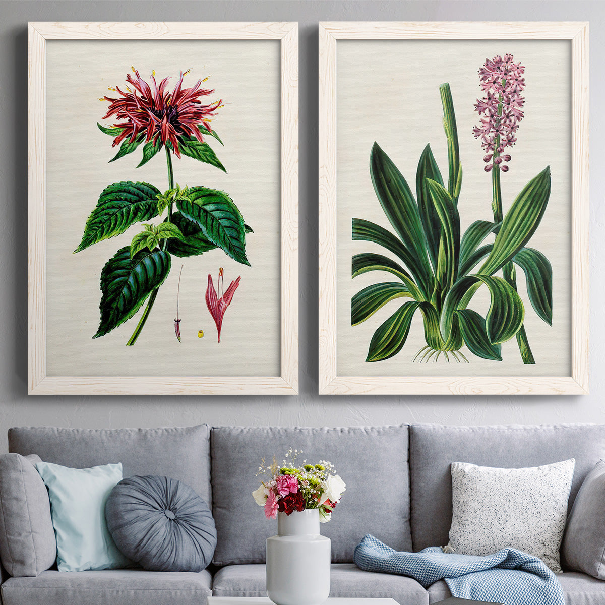 Set of two white barnwood framed canvas prints depicting paired antique botanical plate illustrations with detailed blossoms, leaves, roots, and archival cream grounds above a sofa in a contemporary living room.
