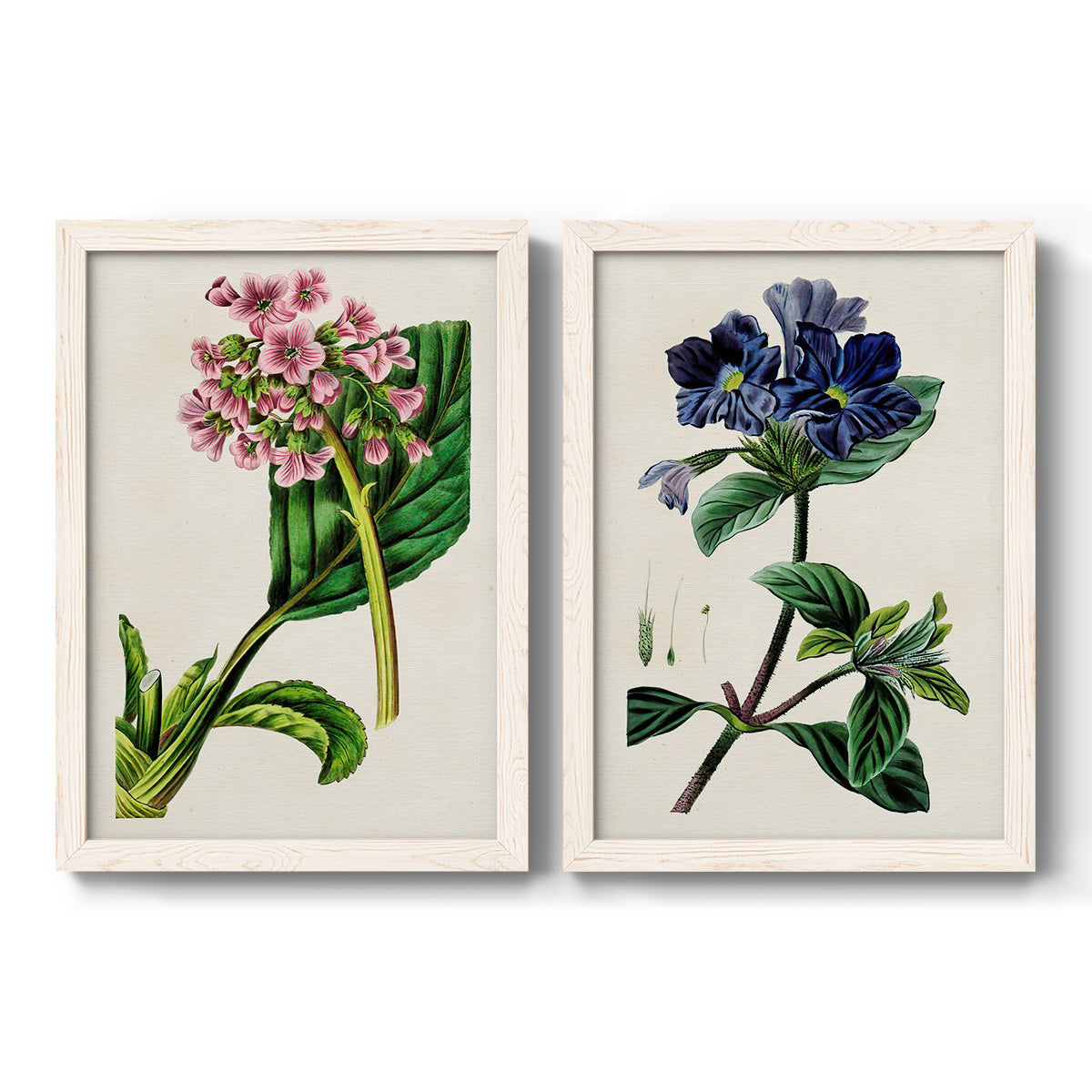 Set of two white barnwood framed canvas prints featuring two antique botanical plate illustrations featuring colorful flowering plant specimens.