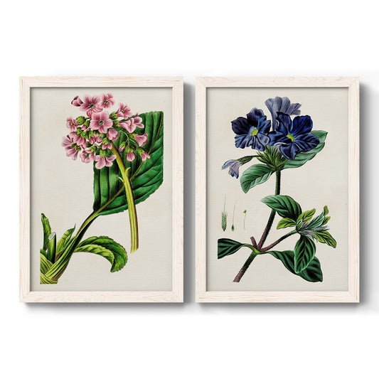 Set of two white barnwood framed canvas prints featuring two antique botanical plate illustrations featuring colorful flowering plant specimens.