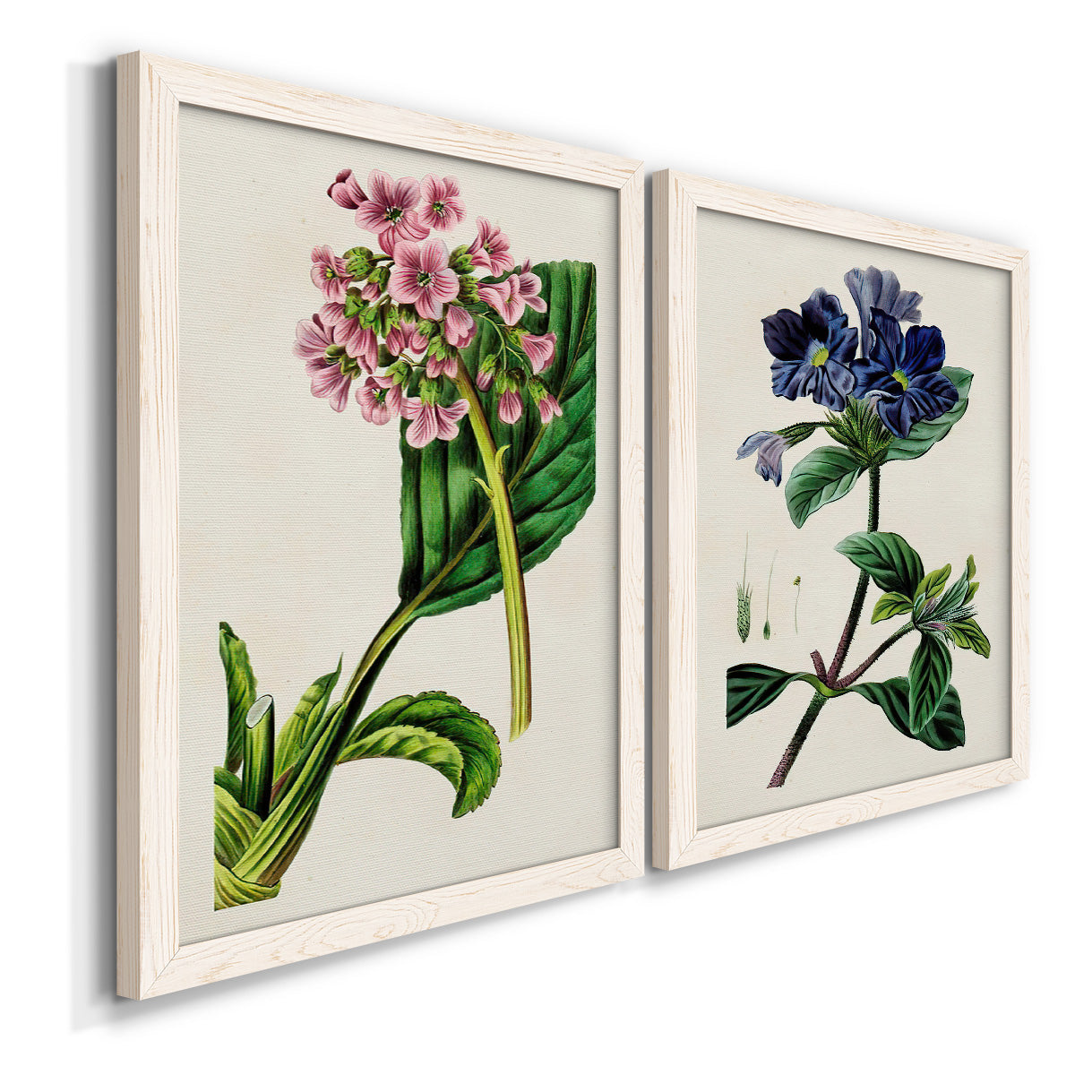 Angled view of a set of two white barnwood framed canvas prints featuring two antique botanical plate illustrations featuring colorful flowering plant specimens.