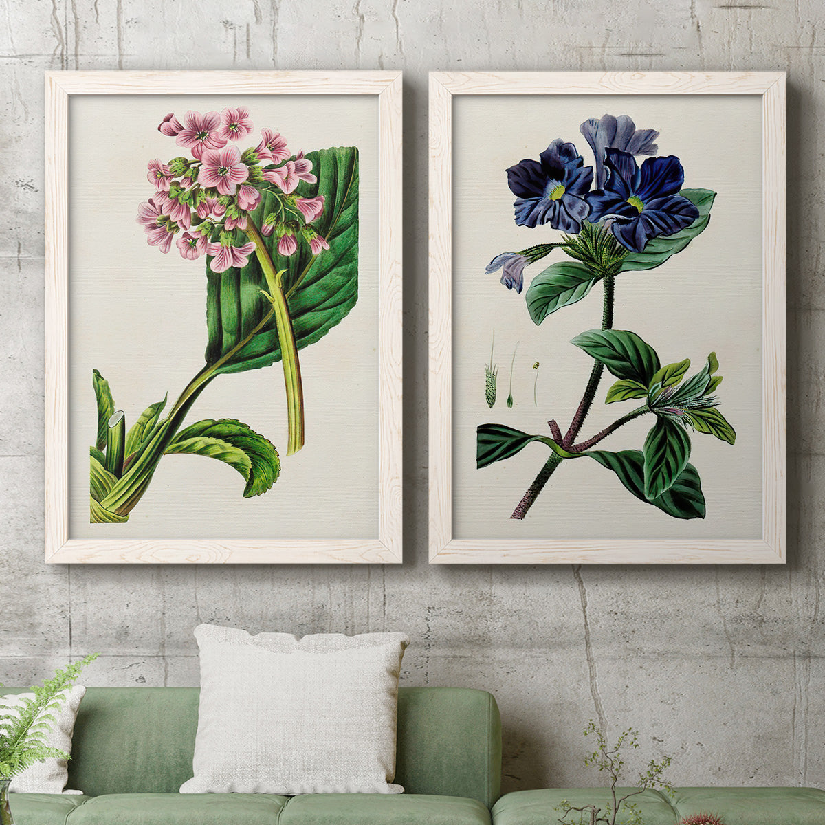 Set of two white barnwood framed canvas prints depicting a coordinated art pair of colorful flowering plant specimens rendered as antique botanical plate illustrations above a sofa in a modern living room.