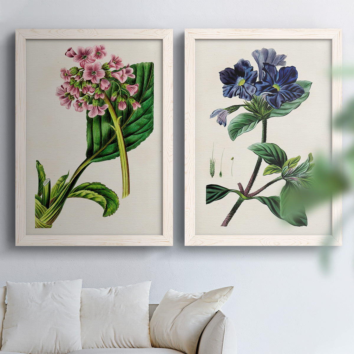 Set of two white barnwood framed canvas prints depicting detailed blossoms, leaves, roots, and archival cream grounds arranged across two complementary compositions above a sofa in a bright living space.