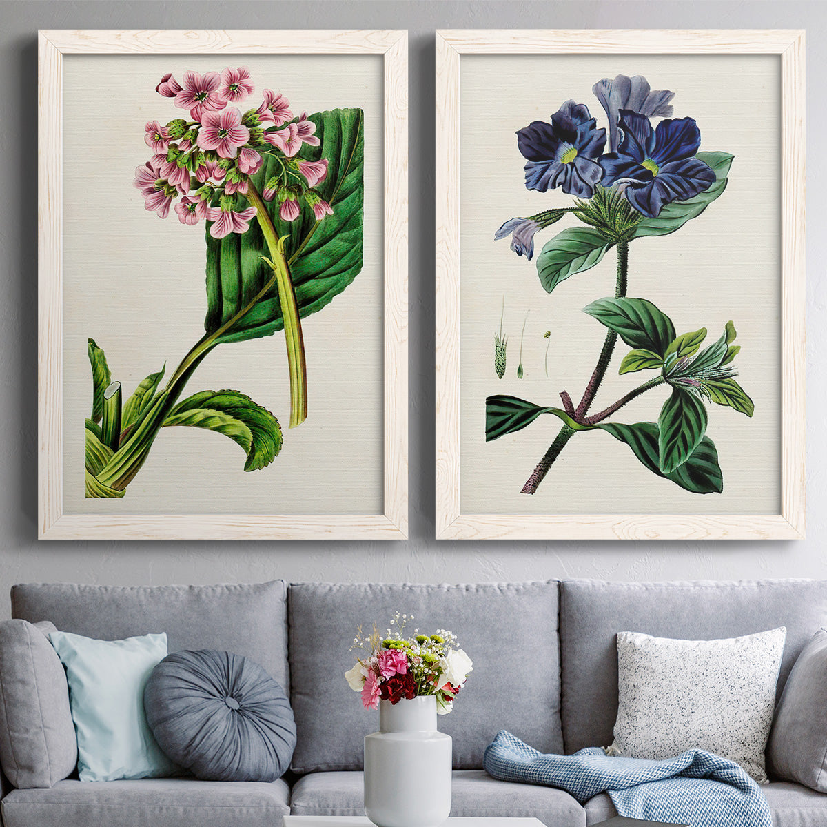Set of two white barnwood framed canvas prints depicting paired antique botanical plate illustrations with detailed blossoms, leaves, roots, and archival cream grounds above a sofa in a contemporary living room.