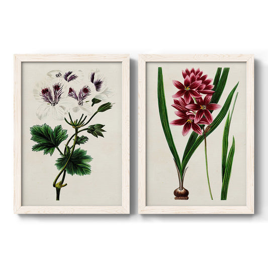 Set of two white barnwood framed canvas prints featuring two antique botanical plate illustrations featuring colorful flowering plant specimens.