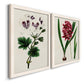Angled view of a set of two white barnwood framed canvas prints featuring two antique botanical plate illustrations featuring colorful flowering plant specimens.
