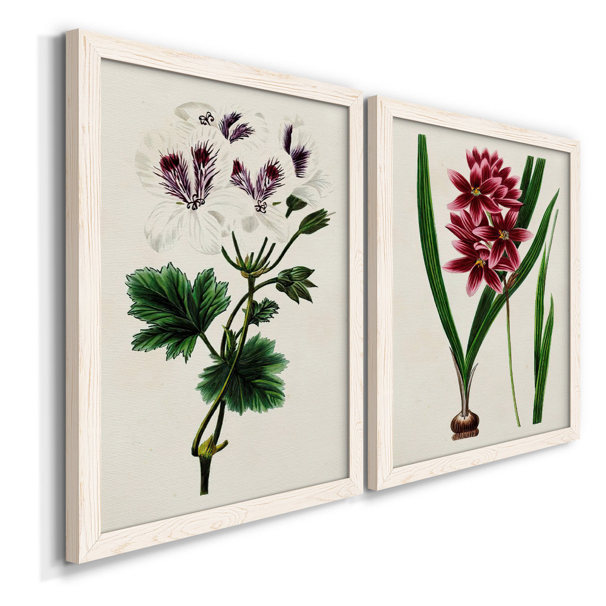 Angled view of a set of two white barnwood framed canvas prints featuring two antique botanical plate illustrations featuring colorful flowering plant specimens.