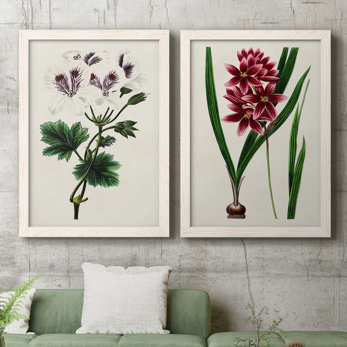 Set of two white barnwood framed canvas prints depicting a coordinated art pair of colorful flowering plant specimens rendered as antique botanical plate illustrations above a sofa in a modern living room.