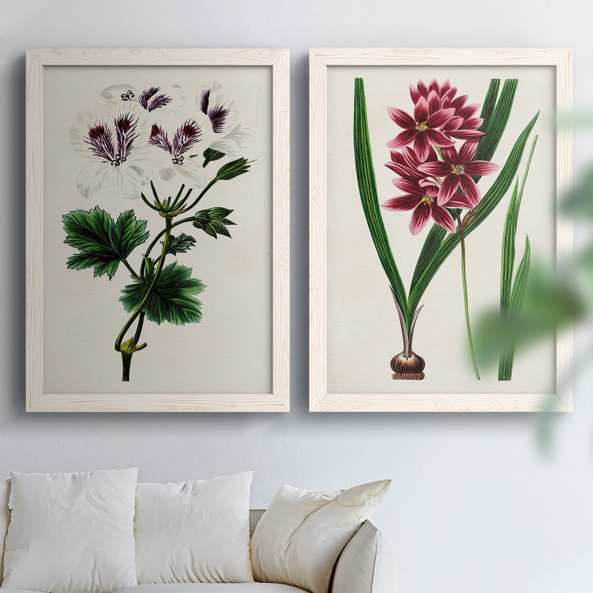 Set of two white barnwood framed canvas prints depicting detailed blossoms, leaves, roots, and archival cream grounds arranged across two complementary compositions above a sofa in a bright living space.