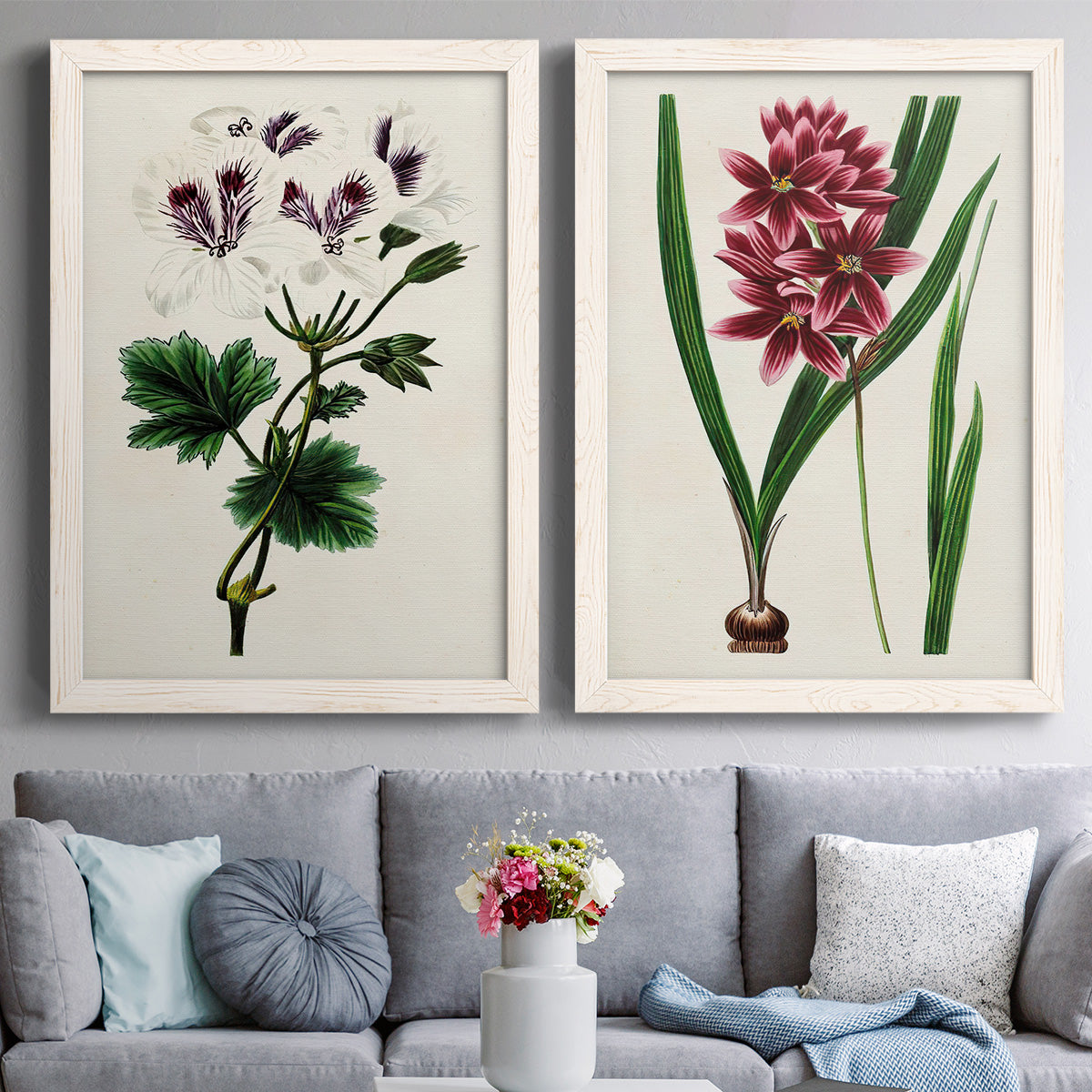 Set of two white barnwood framed canvas prints depicting paired antique botanical plate illustrations with detailed blossoms, leaves, roots, and archival cream grounds above a sofa in a contemporary living room.