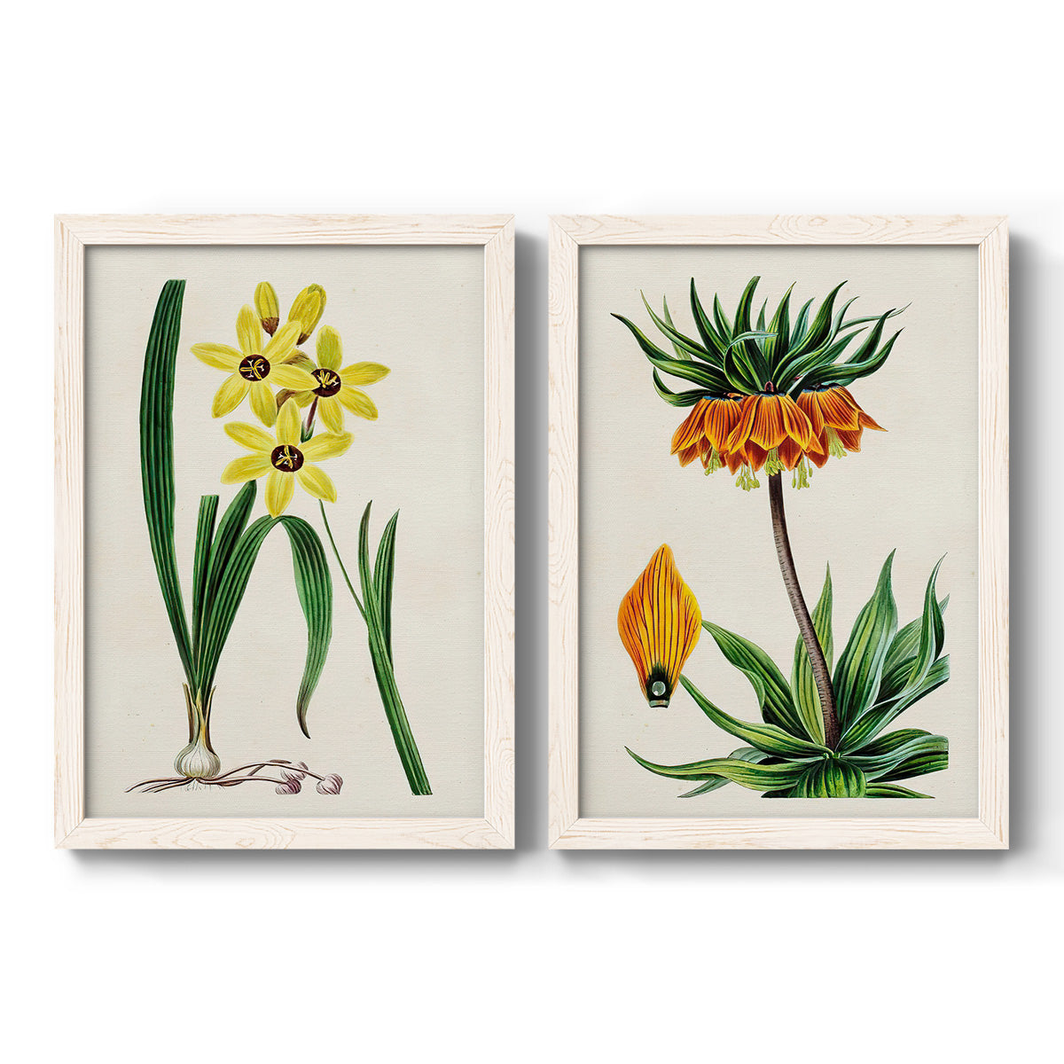 Set of two white barnwood framed canvas prints featuring two antique botanical plate illustrations featuring colorful flowering plant specimens.